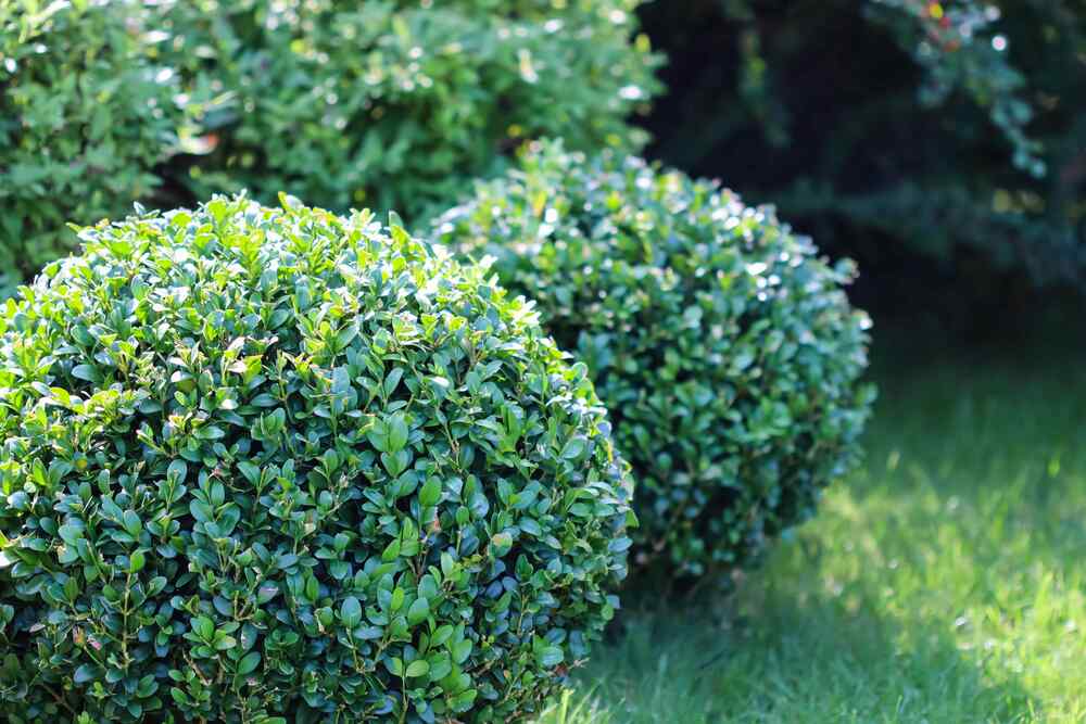 Boxwood
