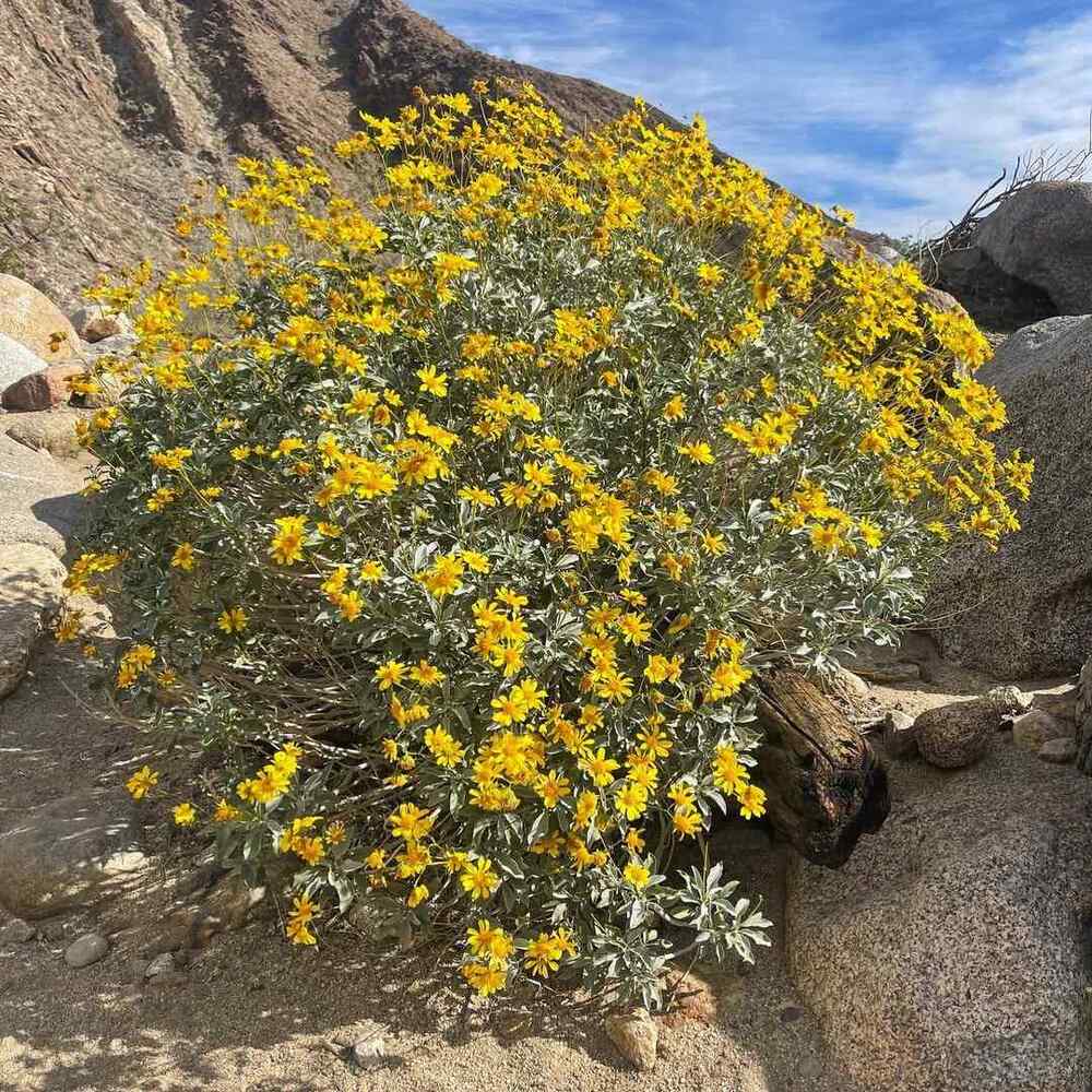 Brittlebush, credit-spadefootnursery