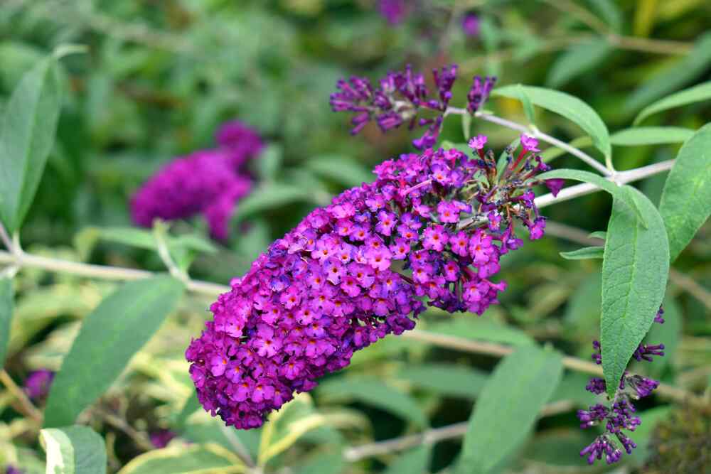 Buddleja