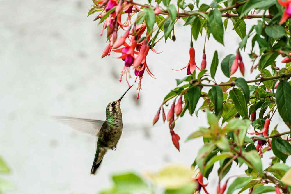 Build a Year-Round Nectar Calendar