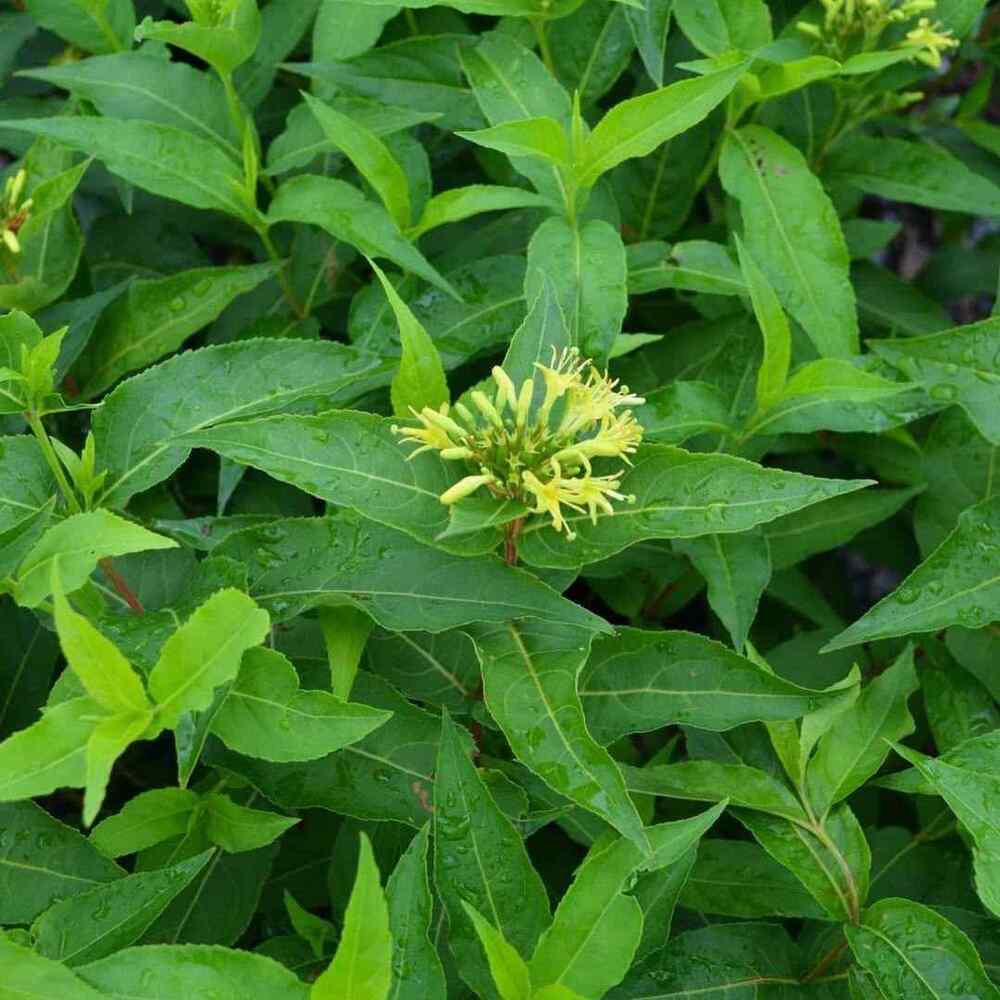Bush Honeysuckle suitable for Maine gardens