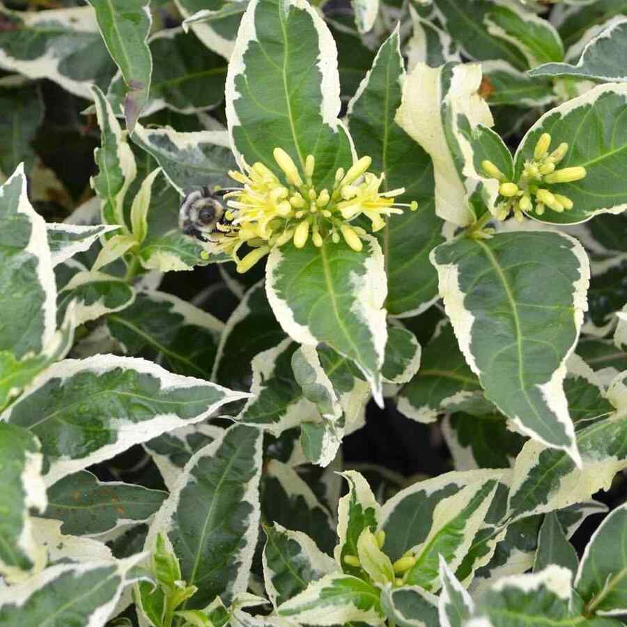 Bush Honeysuckle, credit-gertens_