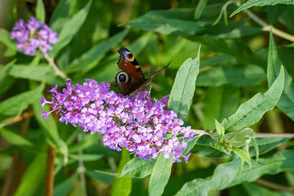 Butterfly Bush