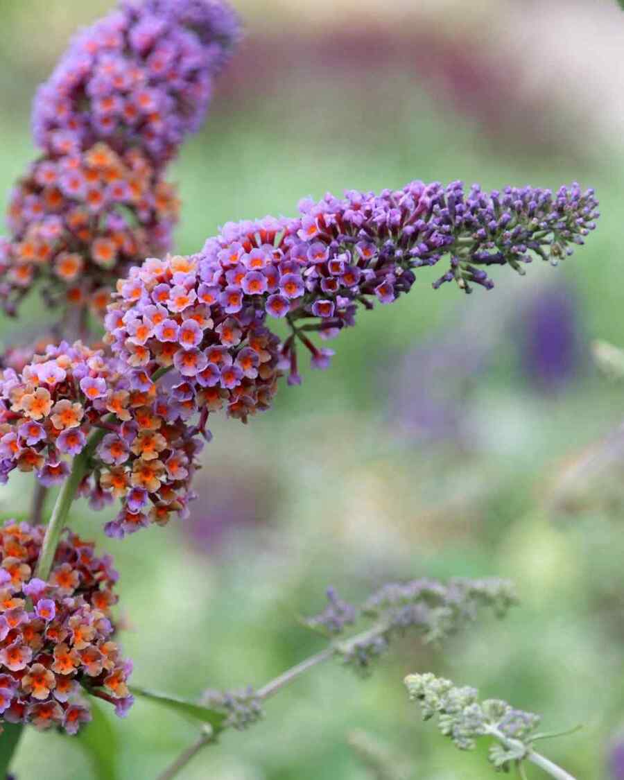 Butterfly Bush credit-crocus.co.uk