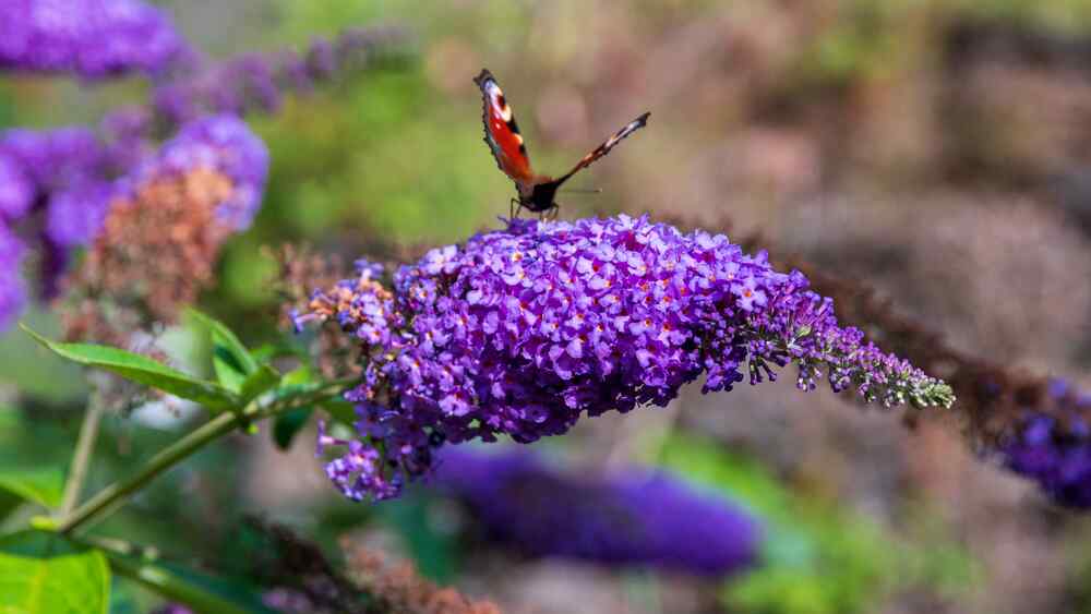 Butterfly Bush