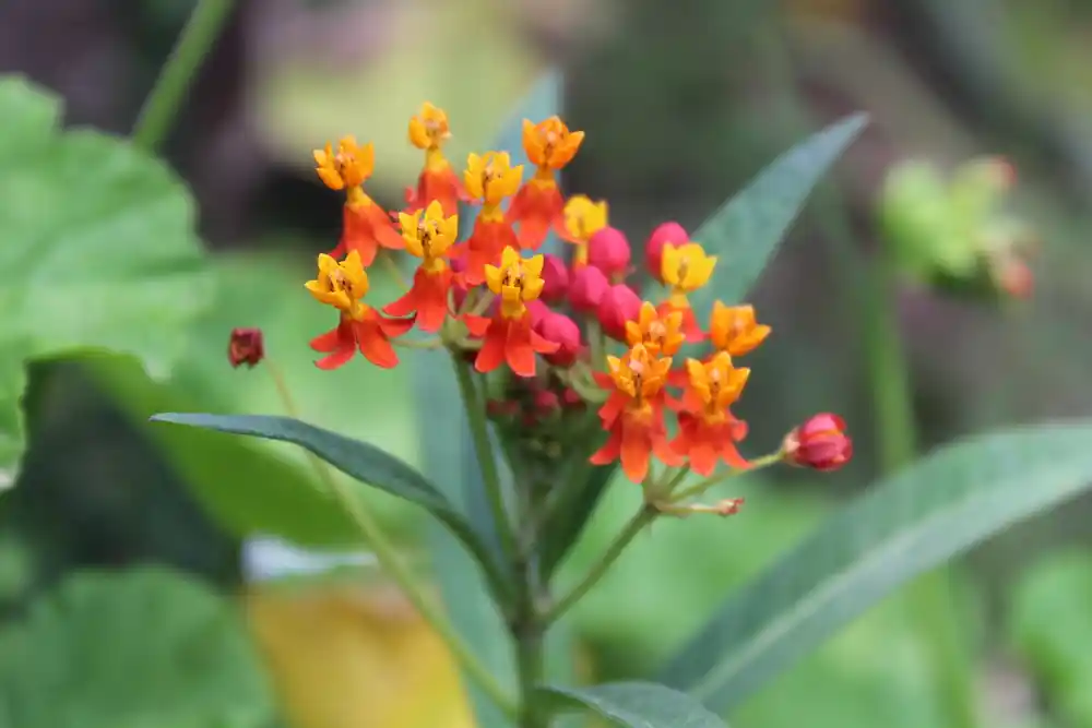 Butterfly Weed