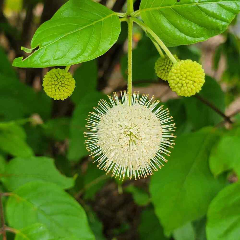 Buttonbush native Illinois shrubs