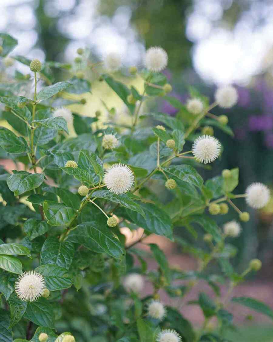 Buttonbush shrubs that grow well in Michigan