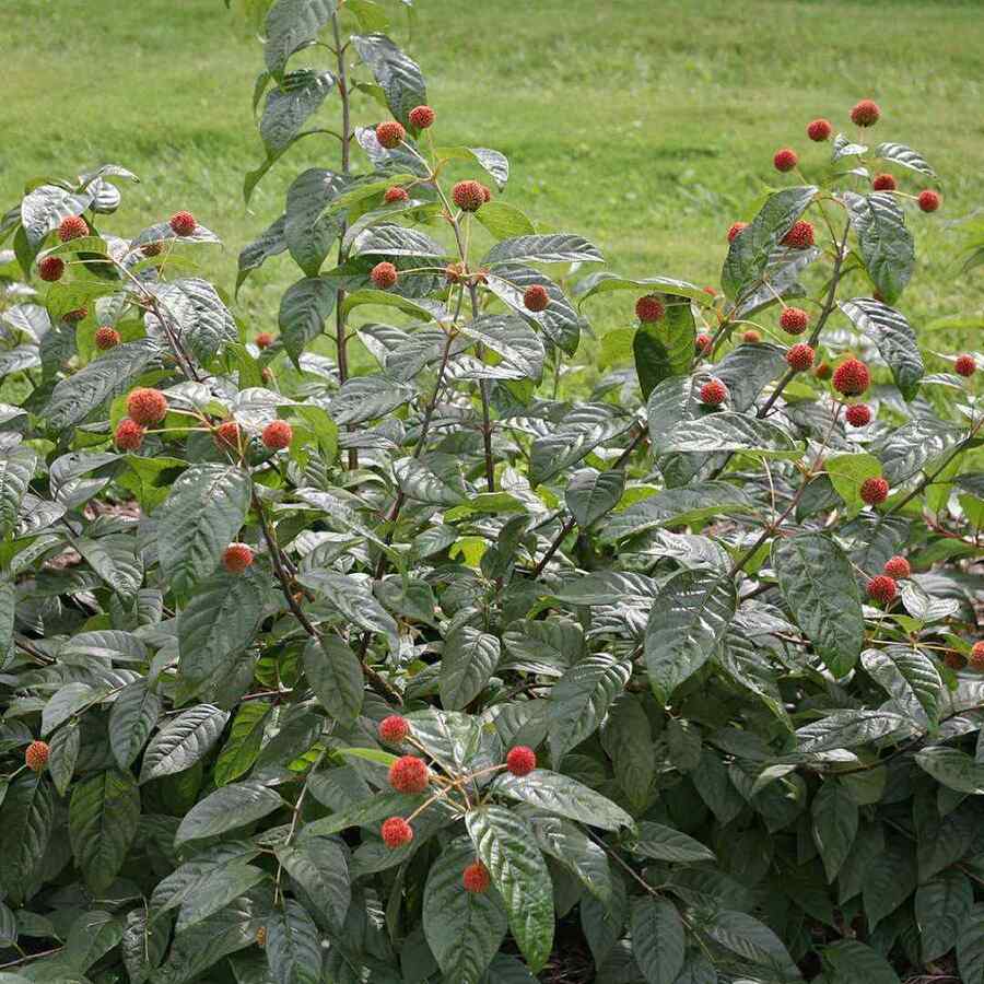 Buttonbush for Vermont landscapes
