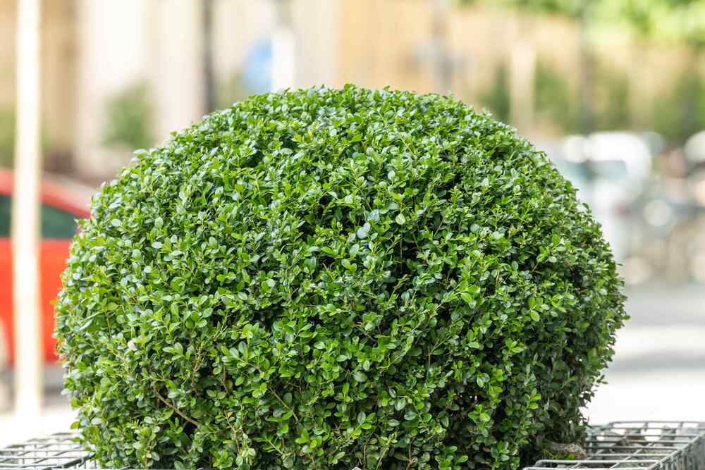Buxus