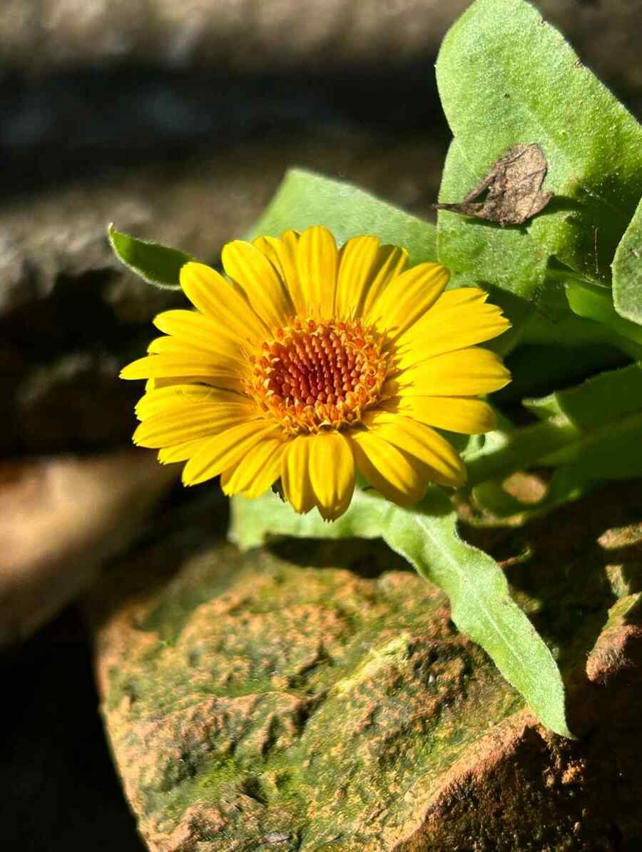 Calendula