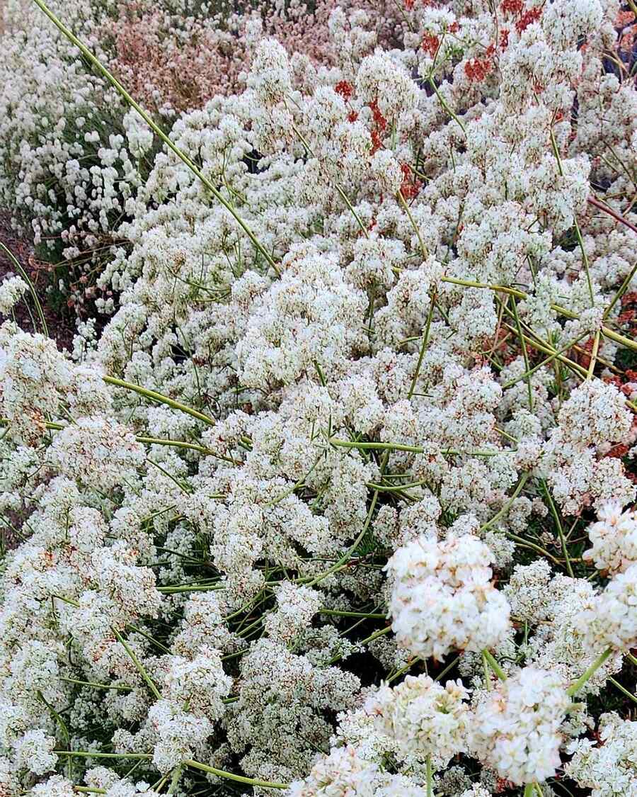 California Buckwheat
