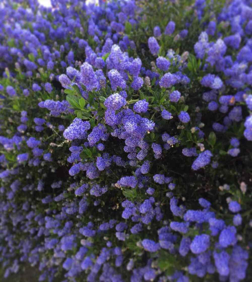 California Lilac, credit-curtissteiner