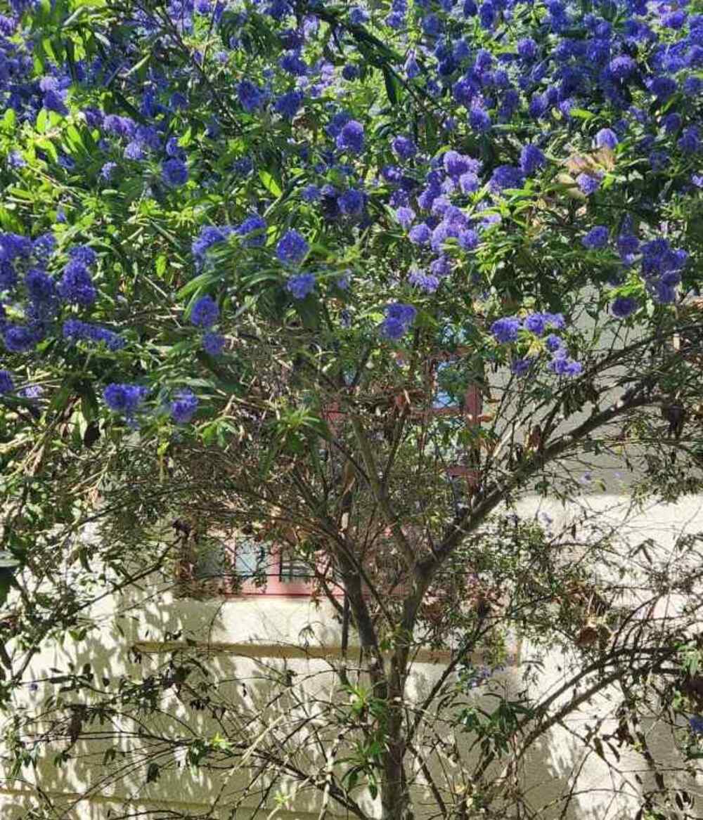 California Lilac, credit-eatoncanyonnaturalarea