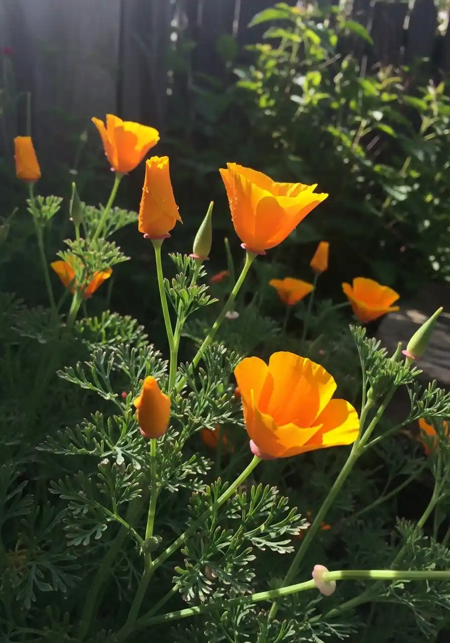 California Poppy