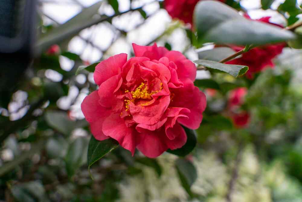 Camellia