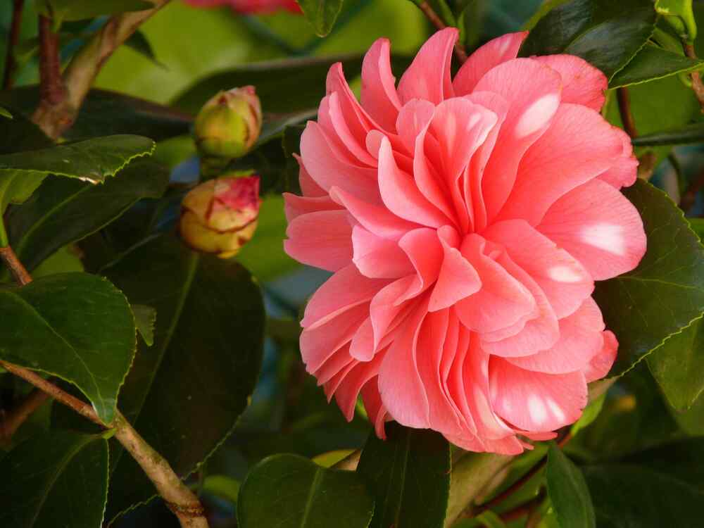 Camellia