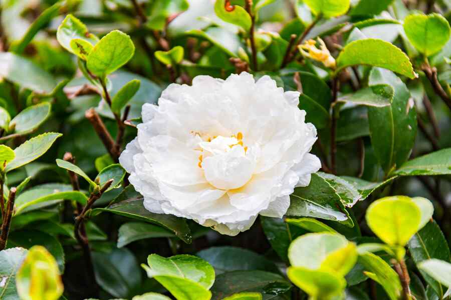 Camellia low-maintenance shrub for Mississippi yards