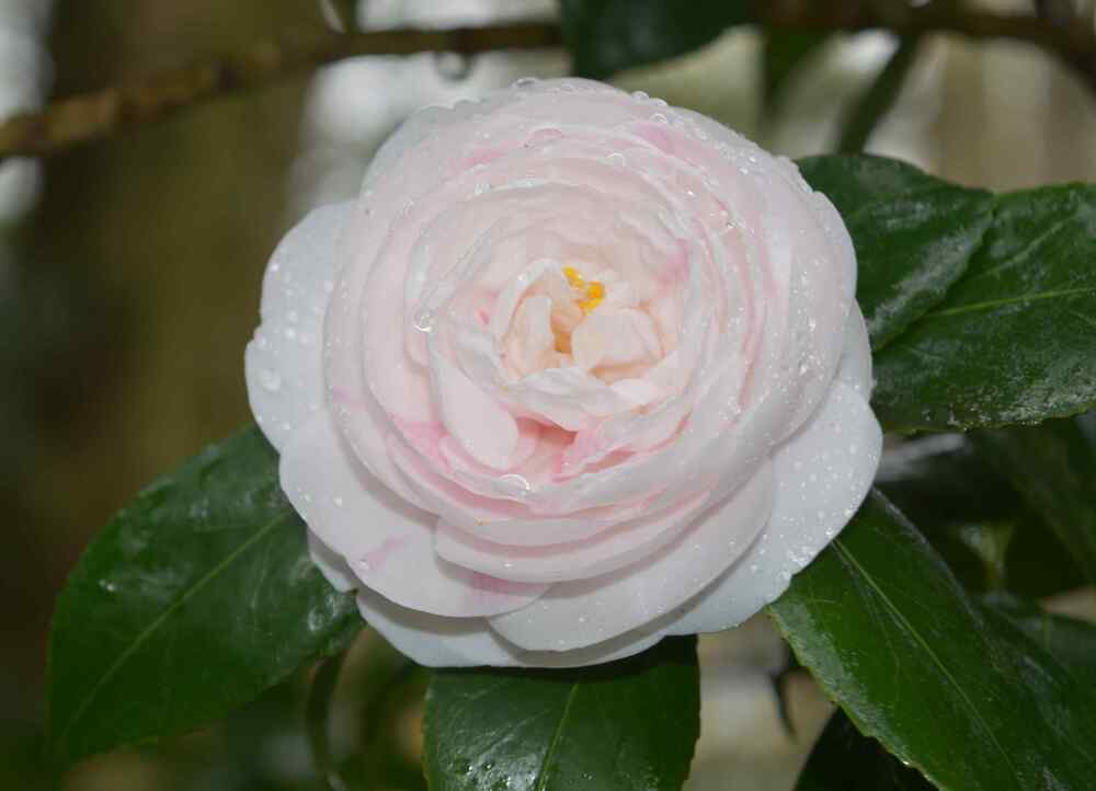 Camellia low-maintenance shrub for Louisiana