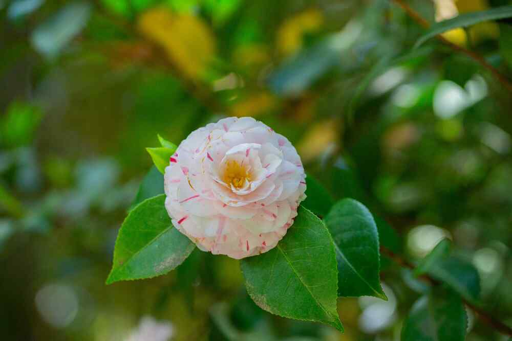 Camellia