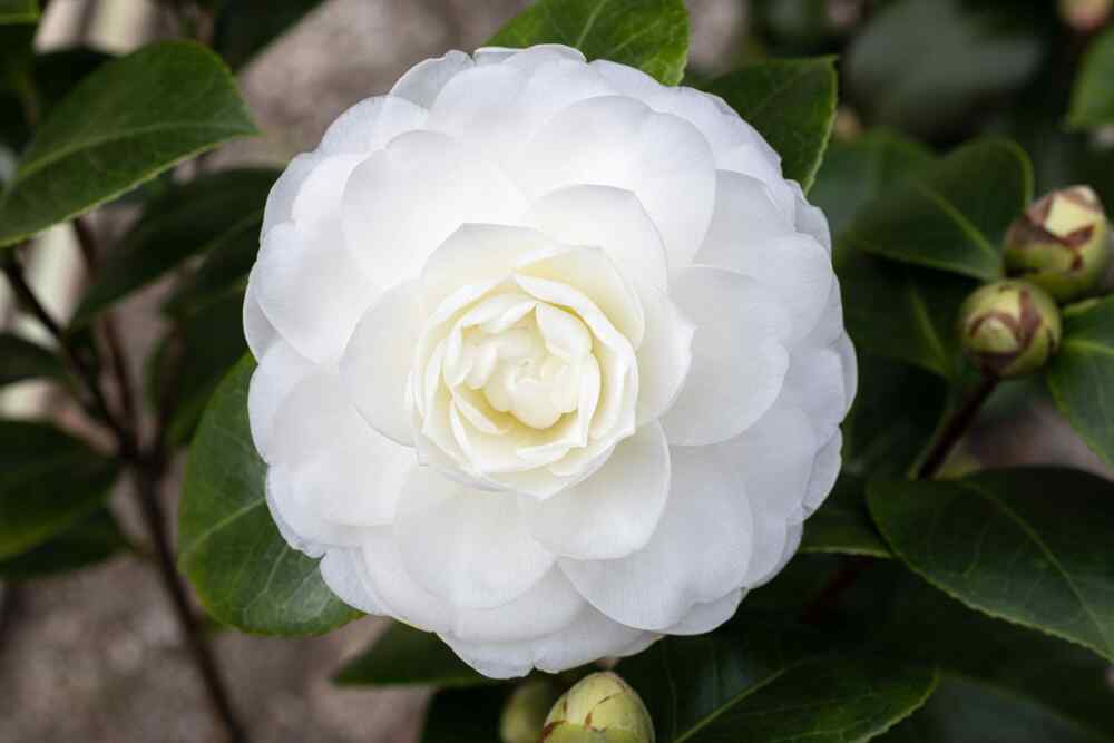 Camellia