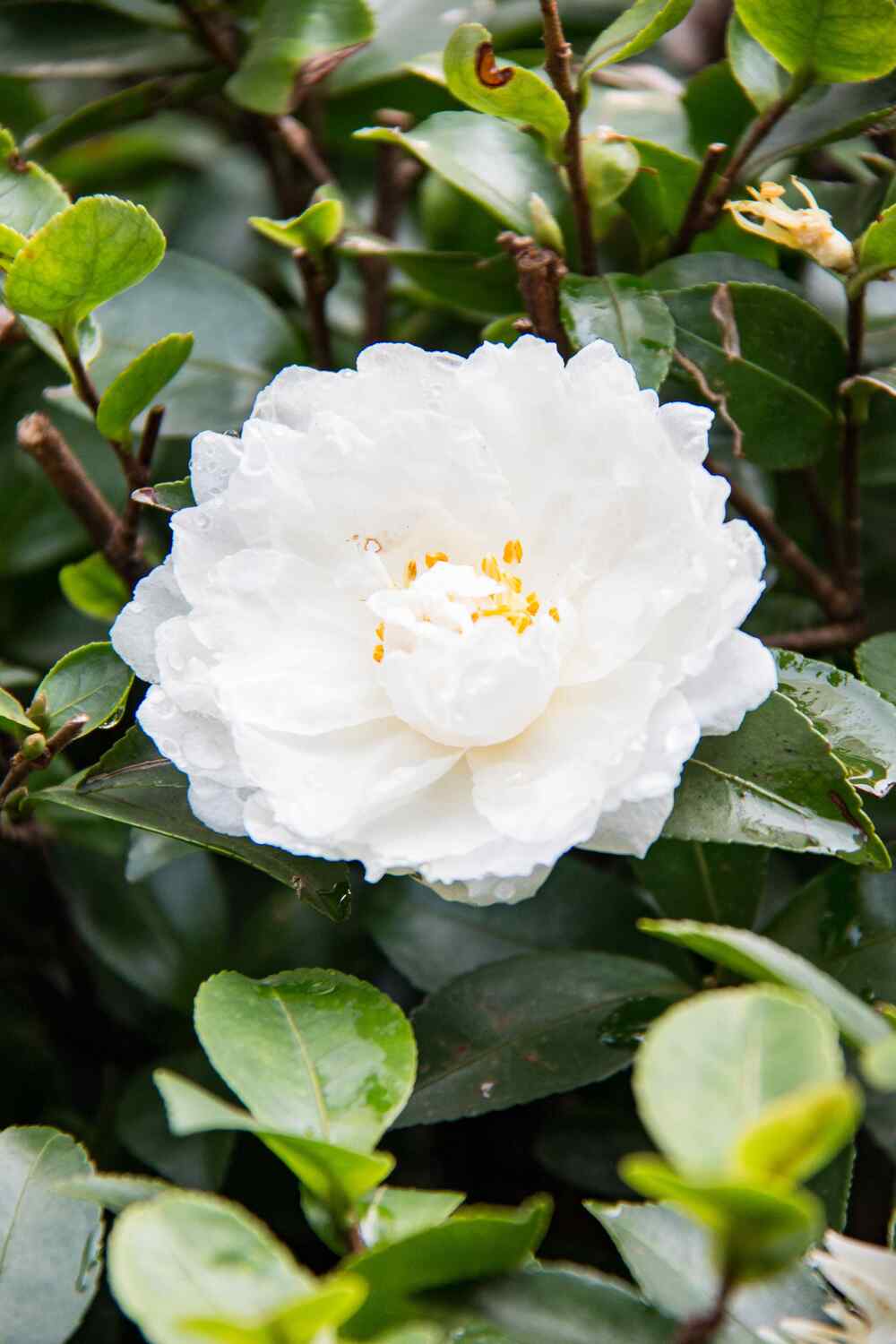 Camellia