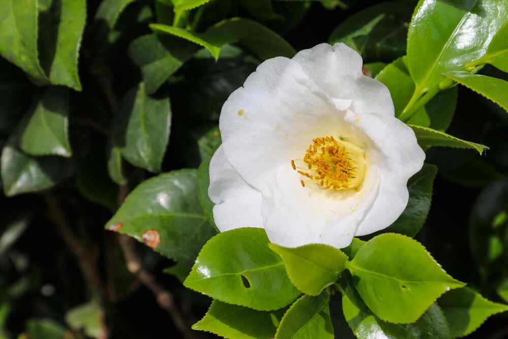 Camellia