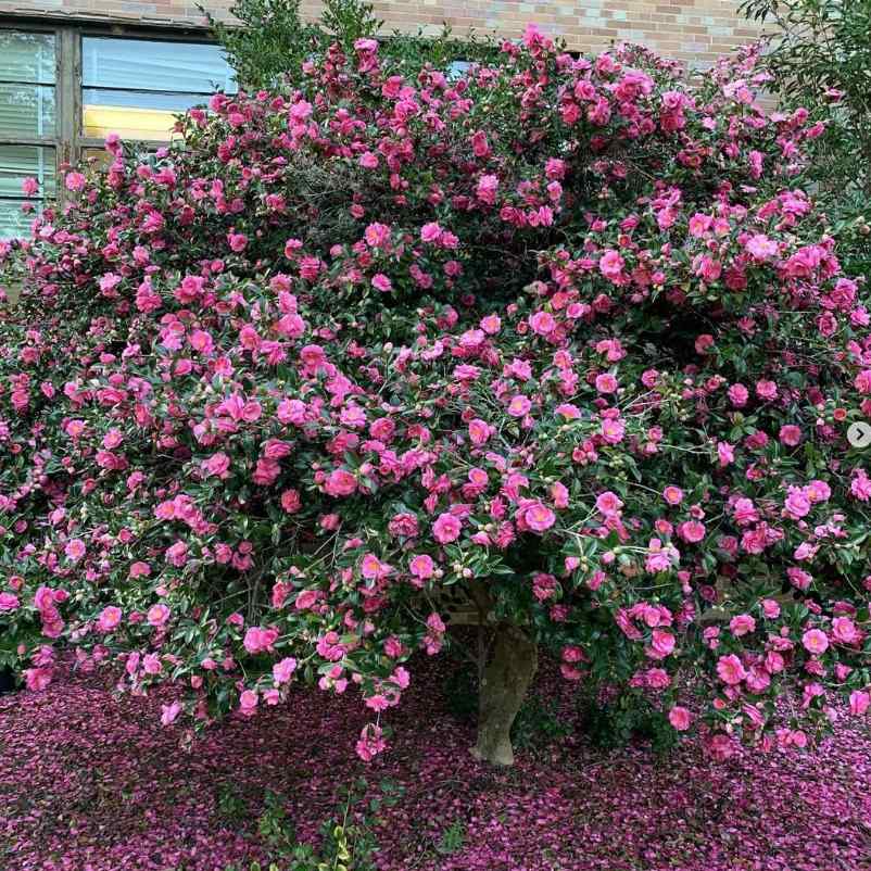 Camellia for low-maintenance Alabama gardens