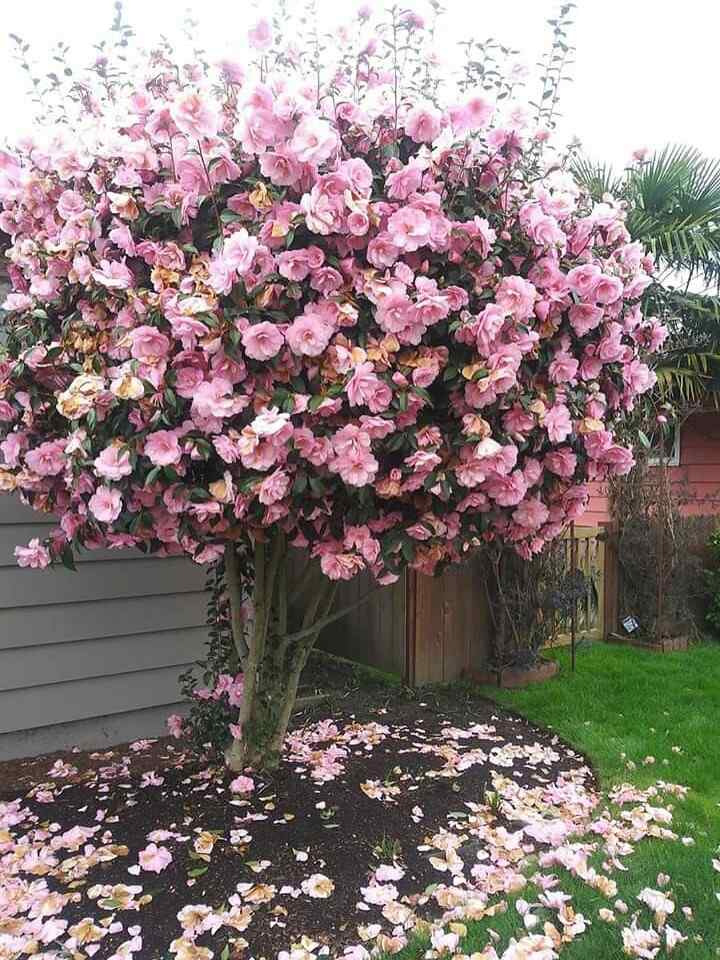 Camellia credit-the_plantwhisperer