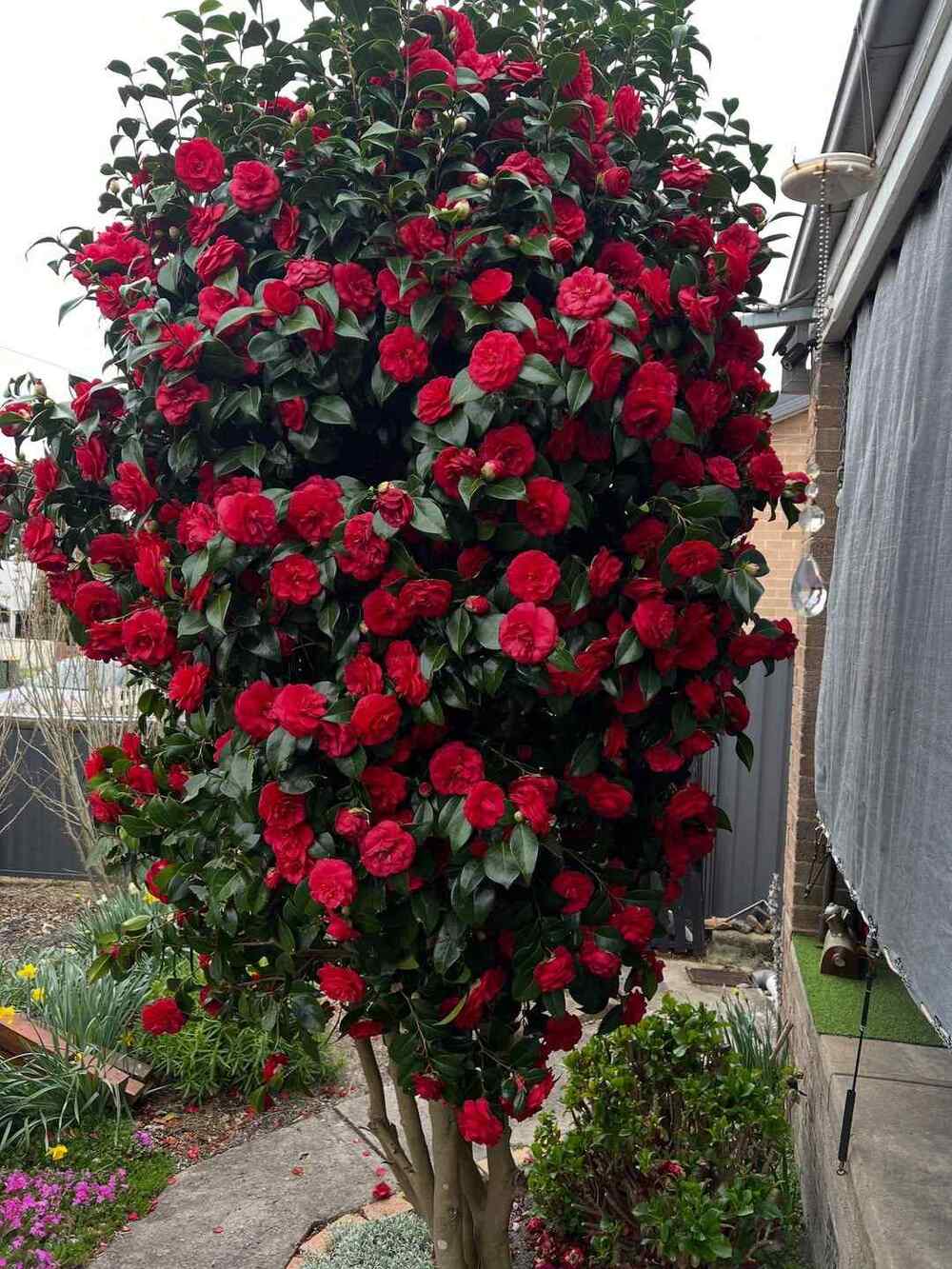 Camellia japonica, credit-acoolclimategardener