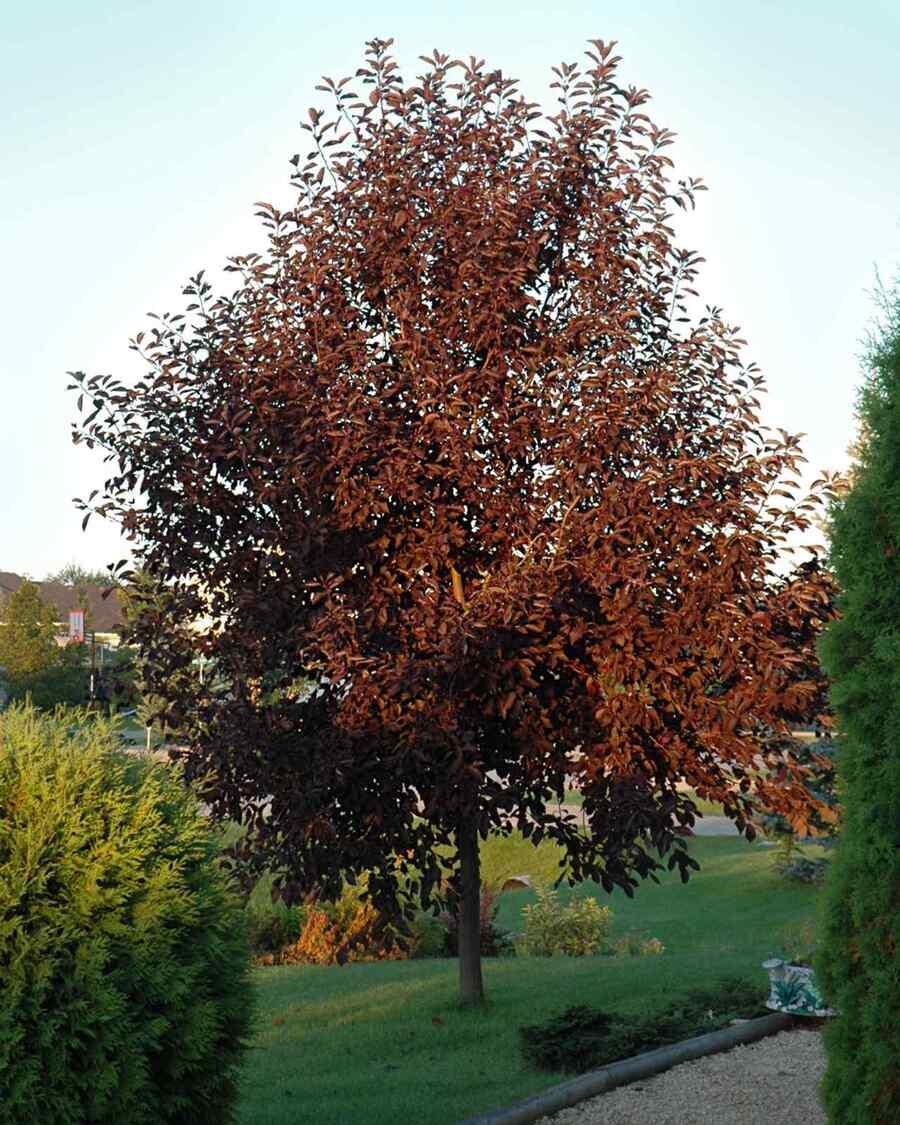 Canada Red Chokecherry best shrubs for Wyoming gardens (cold-hardy and drought-tolerant)