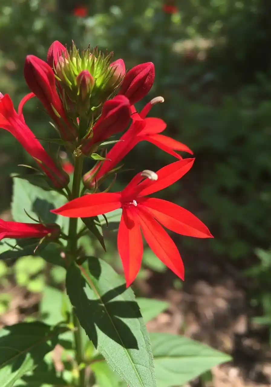 Cardinal Flower (Lobelia cardinalis)
