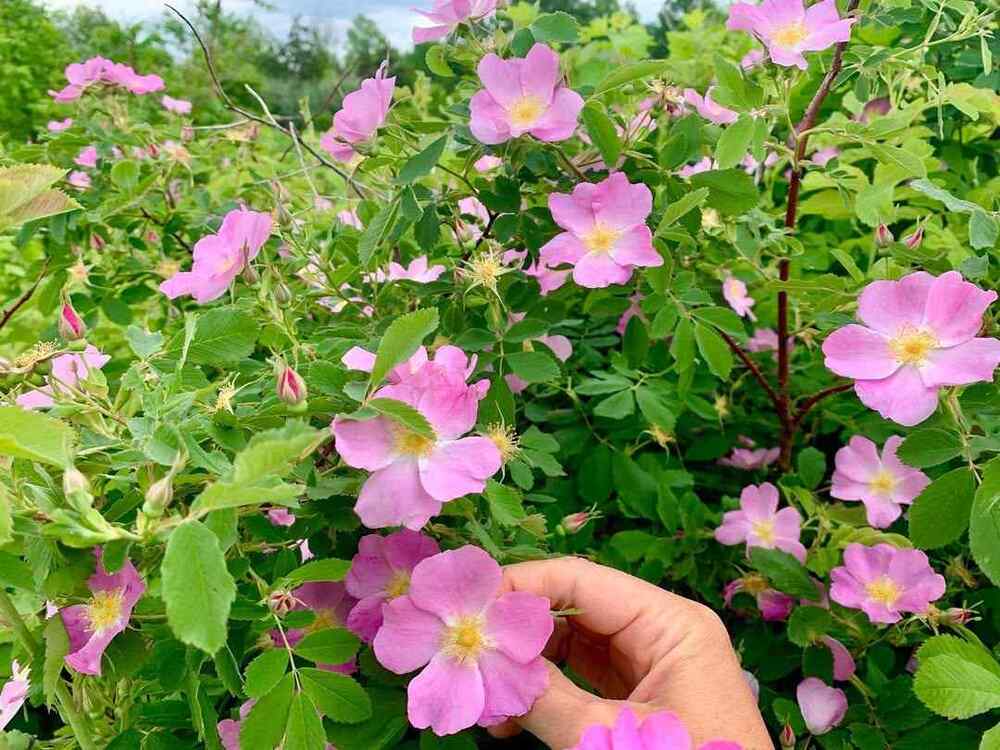 Carolina Rose, credit-fields_without_fences