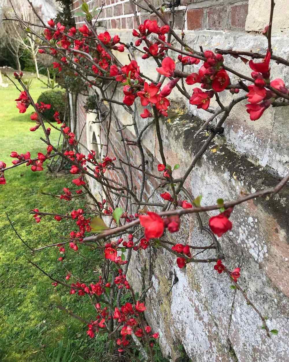 Chaenomeles speciosa, credit-in2thegardens
