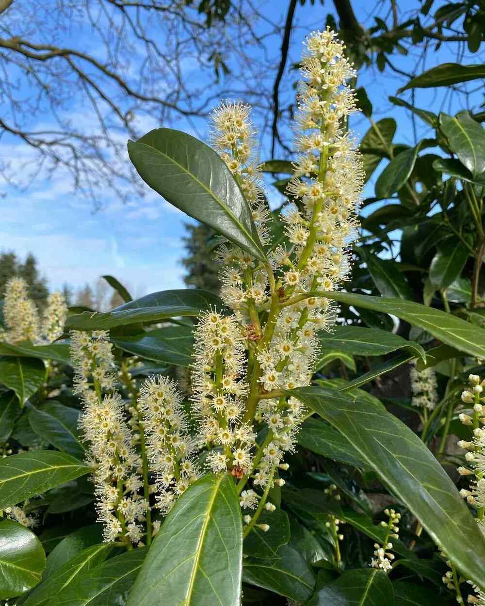 Cherry Laurel, credit-tony_kirkham_trees