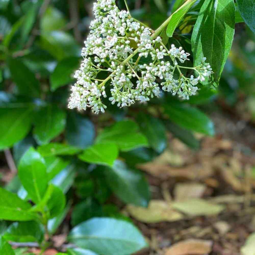 Chindo Viburnum, credit-ch.garden