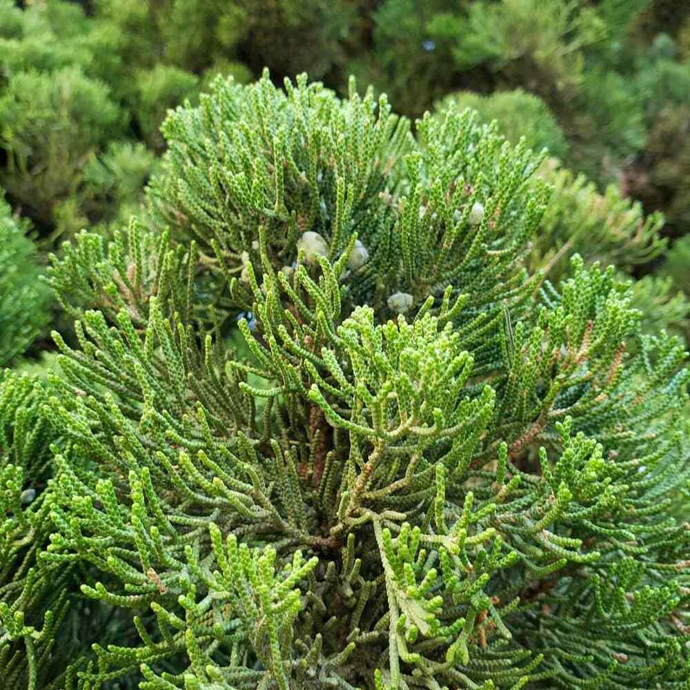 Chinese Juniper, credit-treesofla