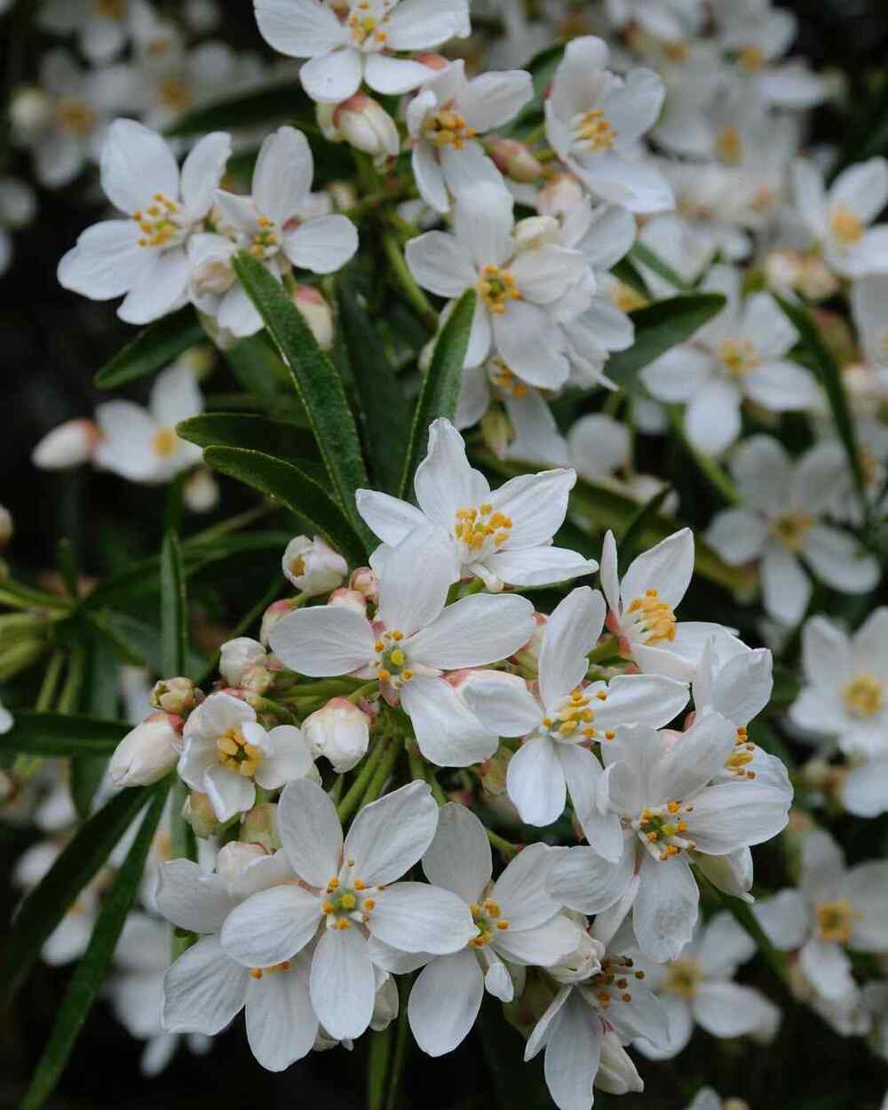 Choisya, credit-rouepepinieres