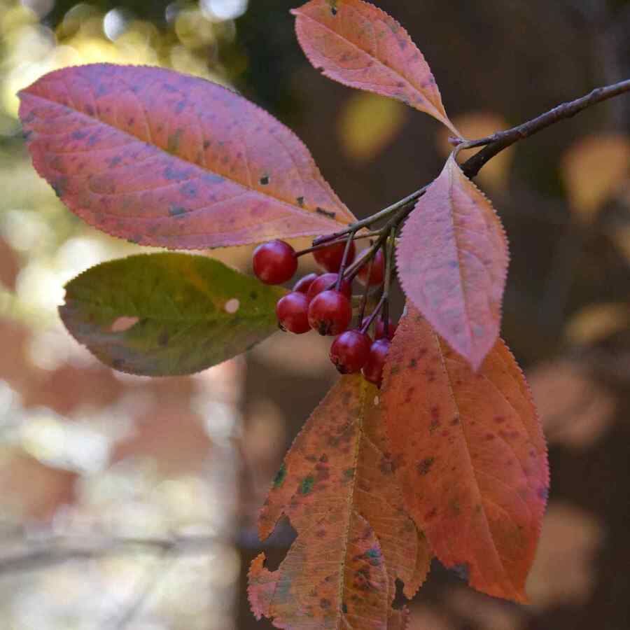 Chokeberry credit-georgianativeplantsociety