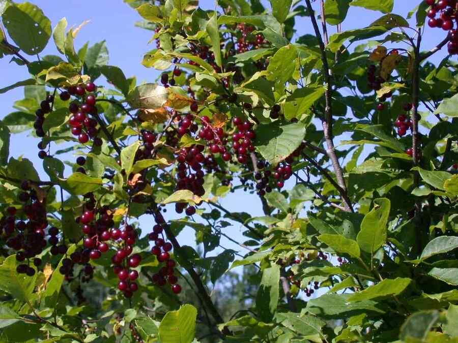 Chokecherry
