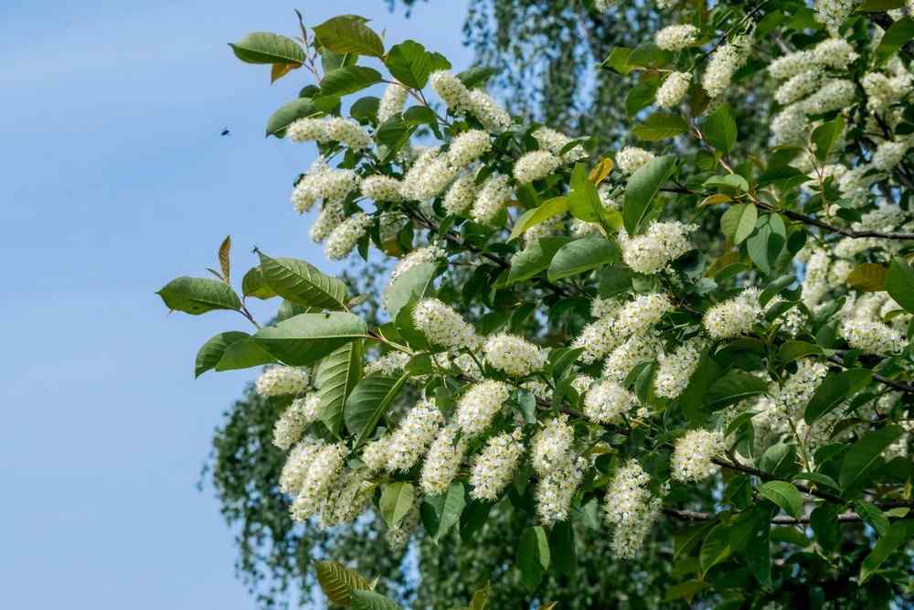 Chokecherry drought-tolerant shrubs for Idaho