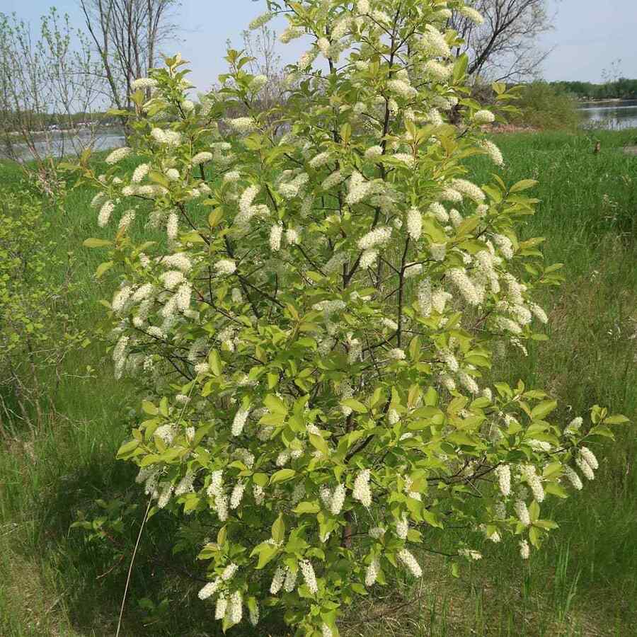 Chokecherry, credit-ottawawildflower Montana-friendly shrubs