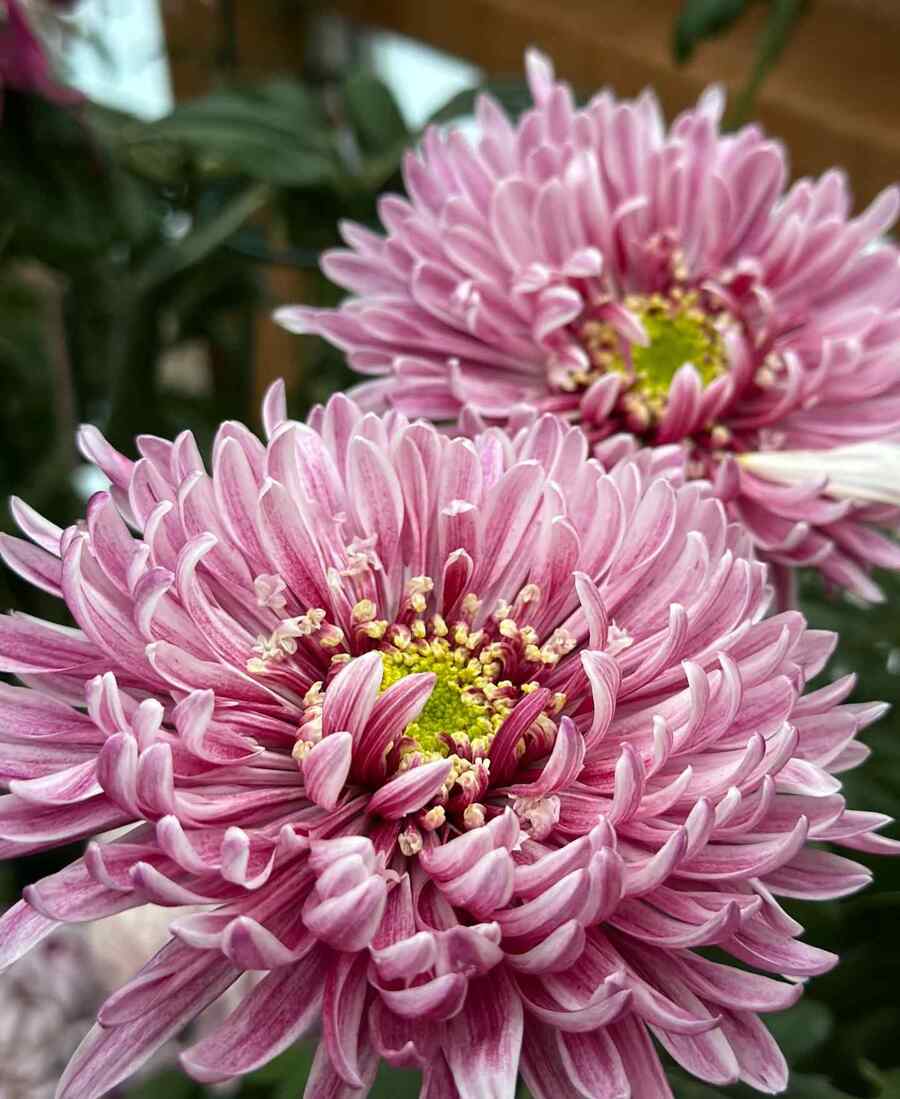 Chrysanthemum