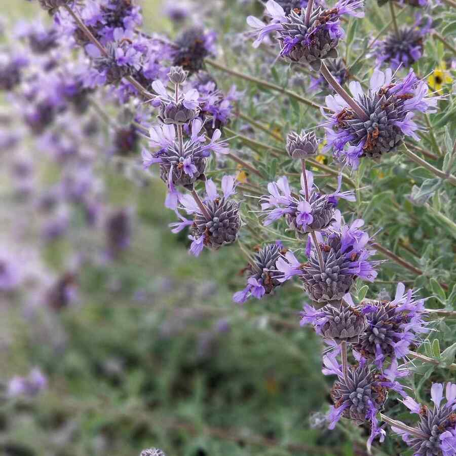 Cleveland Sage for California gardens and yards