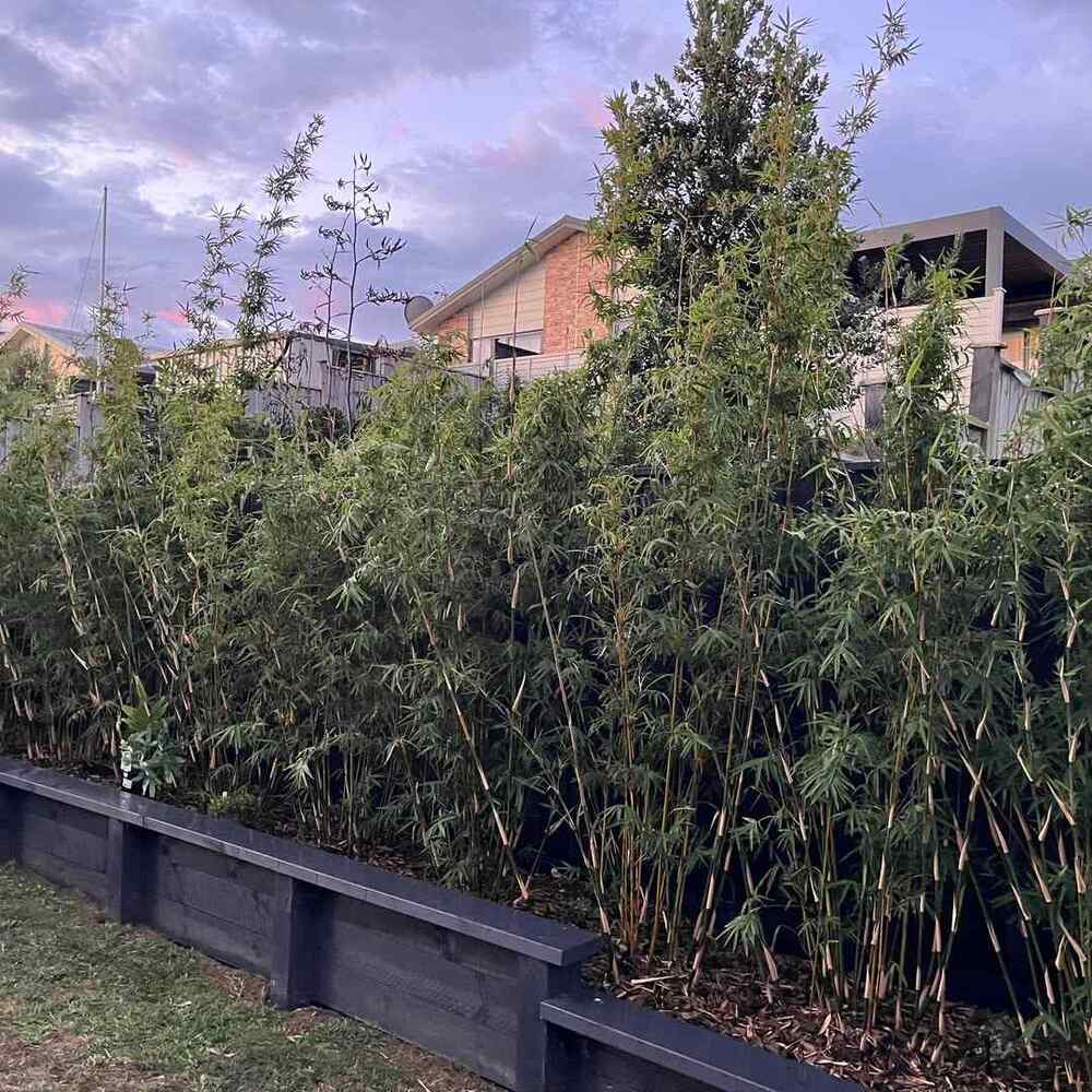 Clumping Bamboo, credit-jungleflorabamboo