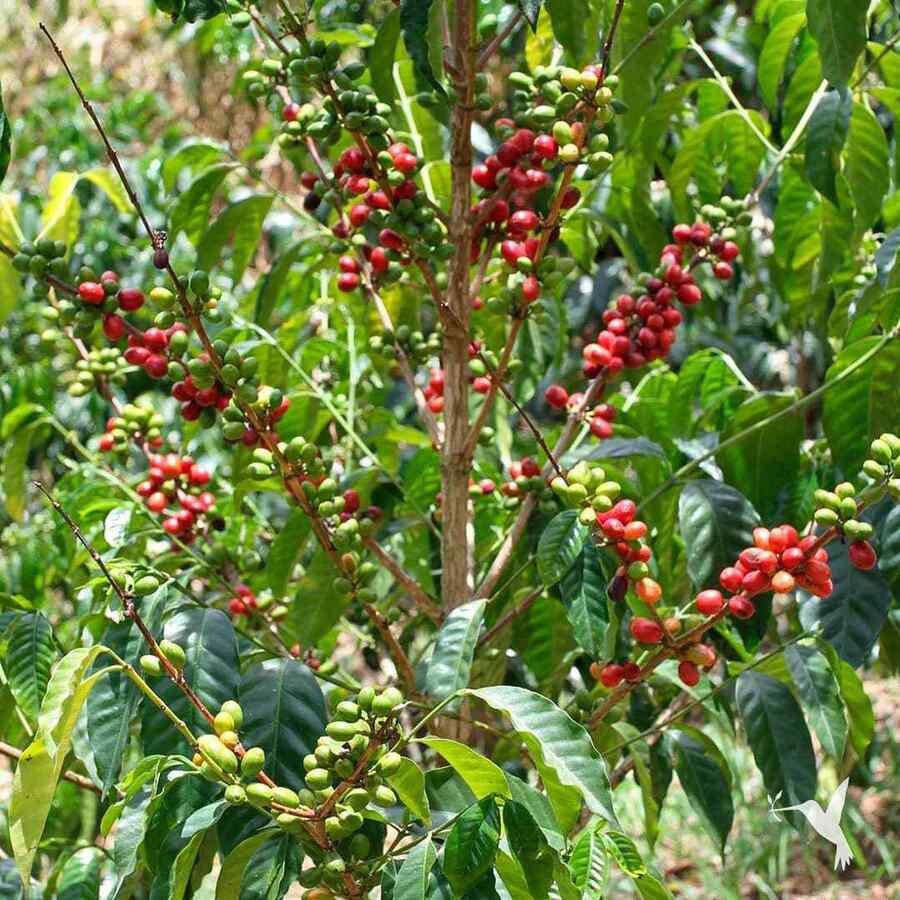 Coffee Berry for California-friendly landscaping