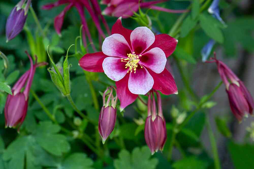 Columbine