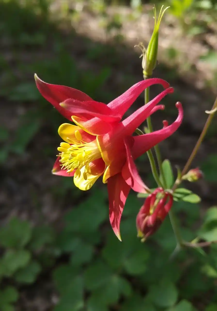 Red Columbine (Aquilegia)