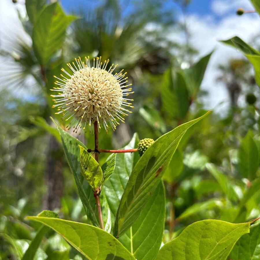 Common Buttonbush for Delaware gardens and landscapes