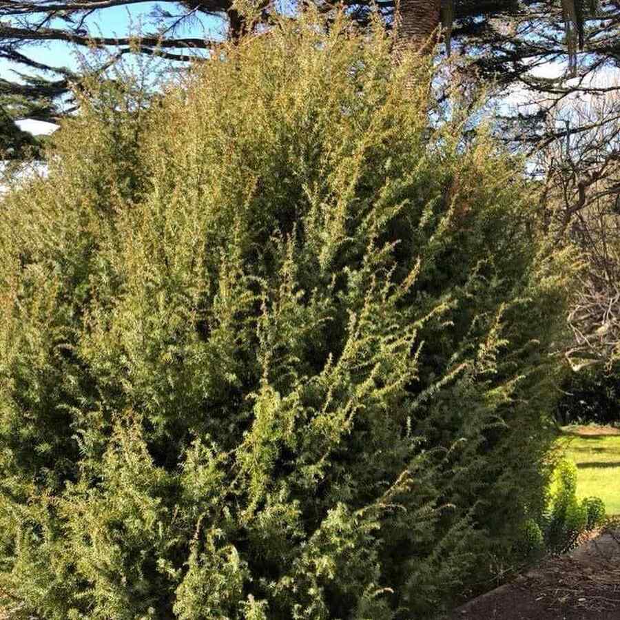 Common Juniper credit-yaminarareplants